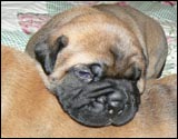 Puppies 1-3 weeks - Pennut 1-3 viikkoa